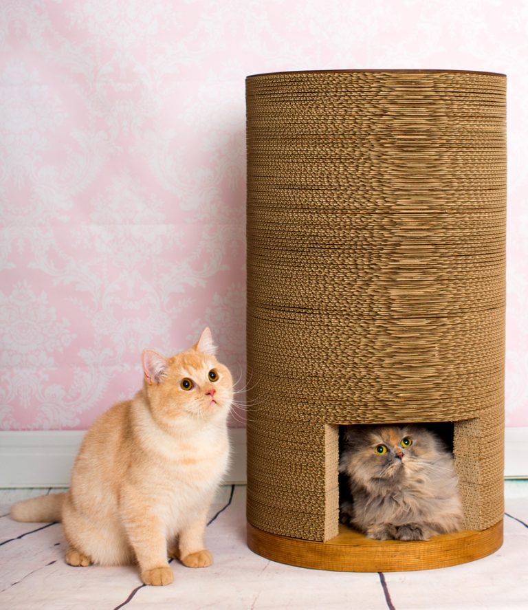 Design-Kratzbäume Und Möbel Für Katzen: Design-Kratzbaum Aus Holz Und Wellpappe